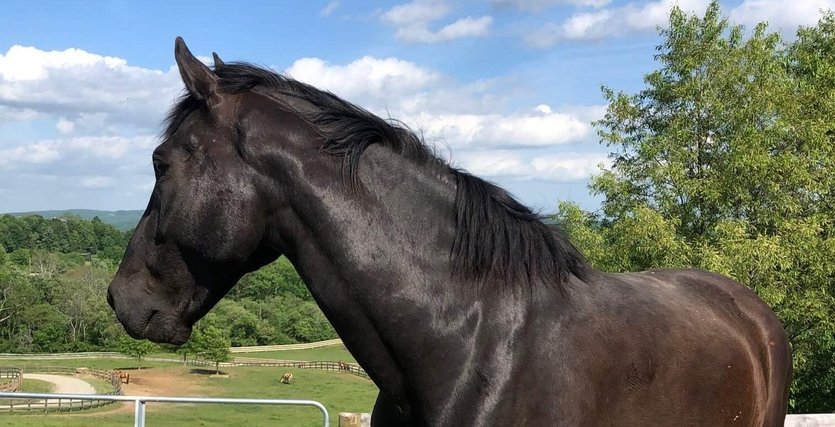 Total_equine_relief_2